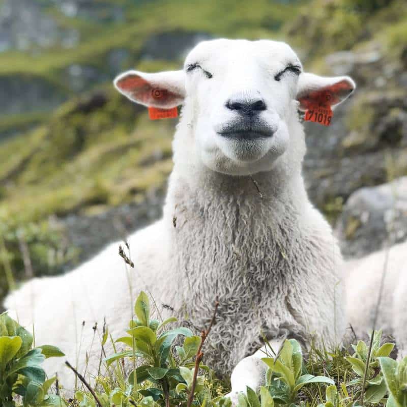 Sheep 800x800 - Nachhaltigkeit & Faitrade